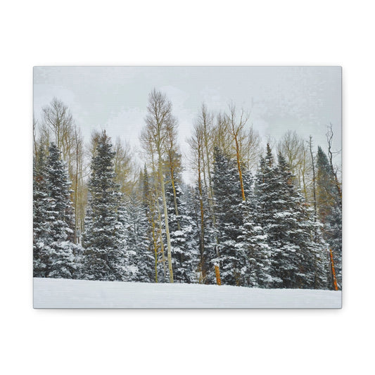 Canvas Gallery Art - Winterscape